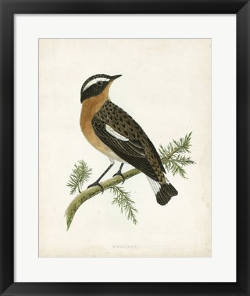 Framed Whinchat Print