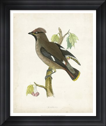 Framed Waxwing Print