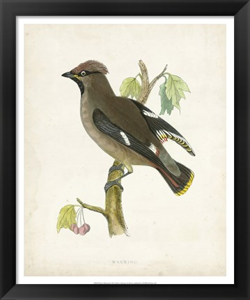 Framed Waxwing Print