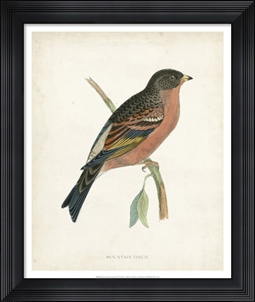 Framed Mountain Finch Print