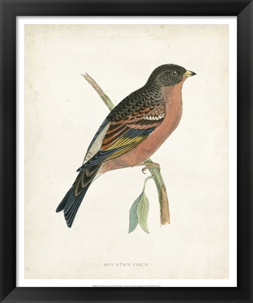 Framed Mountain Finch Print