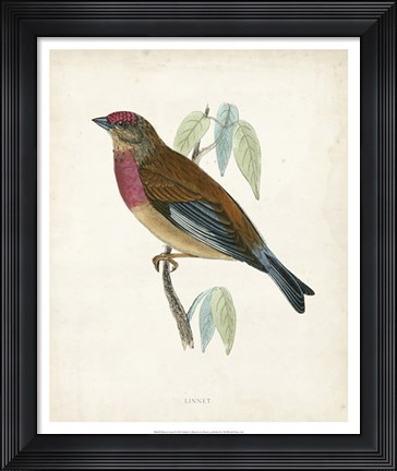 Framed Linnet Print