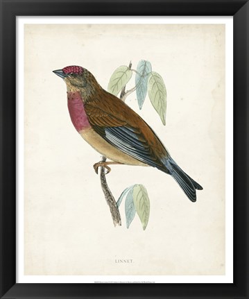 Framed Linnet Print