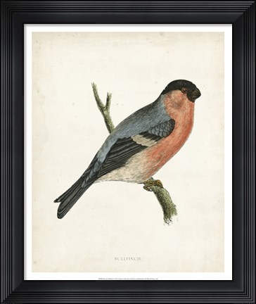 Framed Bullfinch Print