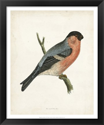 Framed Bullfinch Print