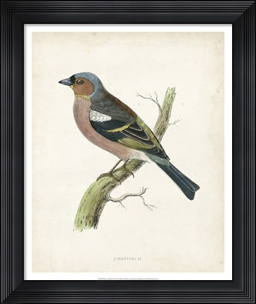 Framed Chaffinch Print