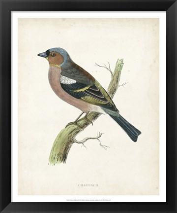 Framed Chaffinch Print