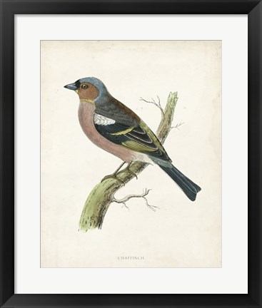 Framed Chaffinch Print