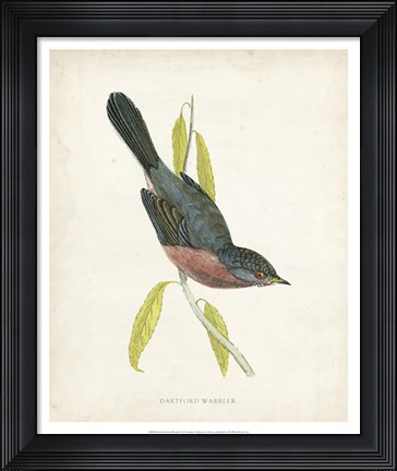 Framed Dartford Warbler Print