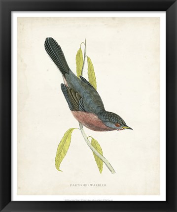 Framed Dartford Warbler Print