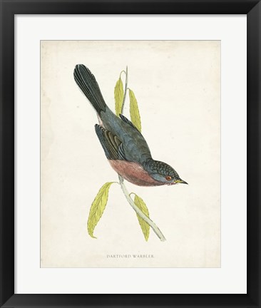 Framed Dartford Warbler Print