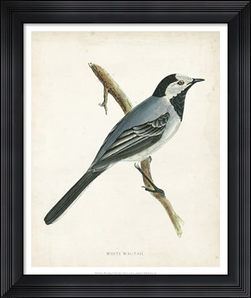 Framed White Wagtail Print
