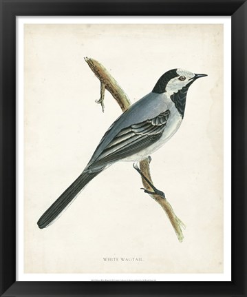 Framed White Wagtail Print