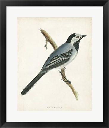 Framed White Wagtail Print