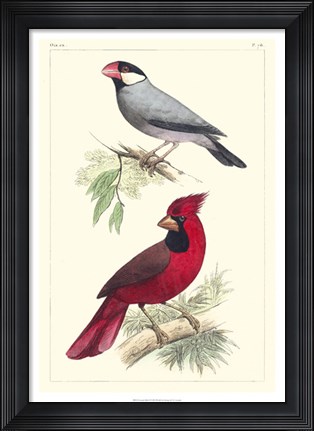 Framed Lemaire Birds I Print