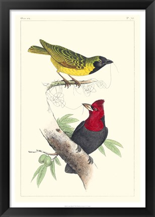 Framed Lemaire Birds II Print