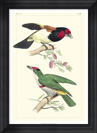 Framed Lemaire Birds III Print