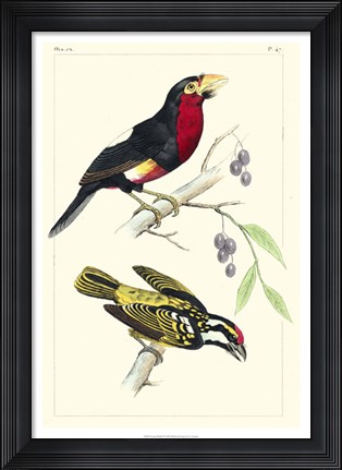 Framed Lemaire Birds IV Print