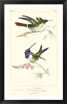 Framed Lemaire Hummingbirds I Print