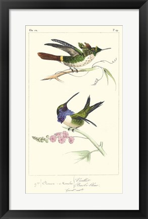 Framed Lemaire Hummingbirds I Print