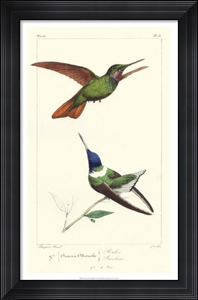 Framed Lemaire Hummingbirds II Print