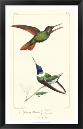 Framed Lemaire Hummingbirds II Print