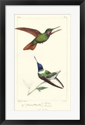 Framed Lemaire Hummingbirds II Print