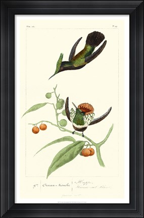 Framed Lemaire Hummingbirds III Print