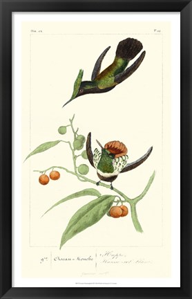 Framed Lemaire Hummingbirds III Print