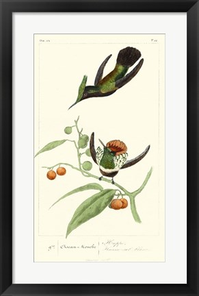 Framed Lemaire Hummingbirds III Print