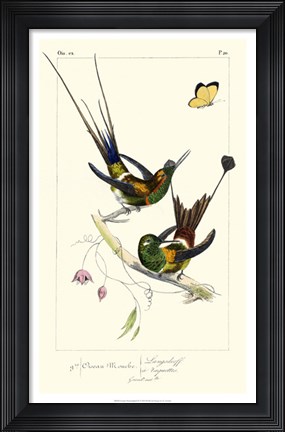 Framed Lemaire Hummingbirds IV Print