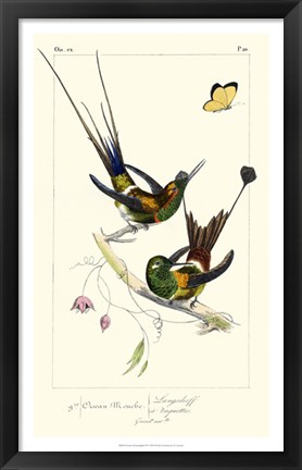 Framed Lemaire Hummingbirds IV Print