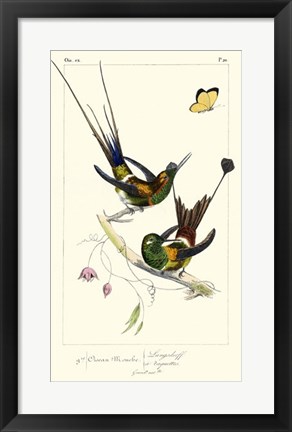 Framed Lemaire Hummingbirds IV Print