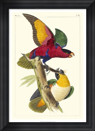 Framed Lemaire Parrots I Print
