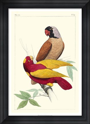 Framed Lemaire Parrots II Print