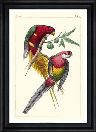 Framed Lemaire Parrots III Print