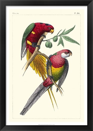 Framed Lemaire Parrots III Print