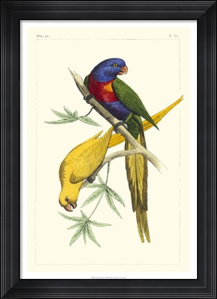 Framed Lemaire Parrots IV Print
