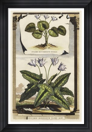 Framed Cyclamen Flore I Print