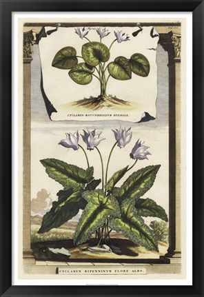 Framed Cyclamen Flore I Print