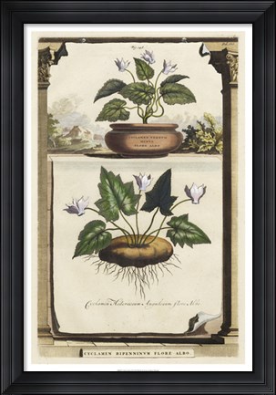 Framed Cyclamen Flore II Print