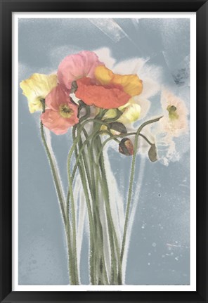 Framed Poppy Spray III Print