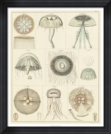 Framed Jellyfish Display Print