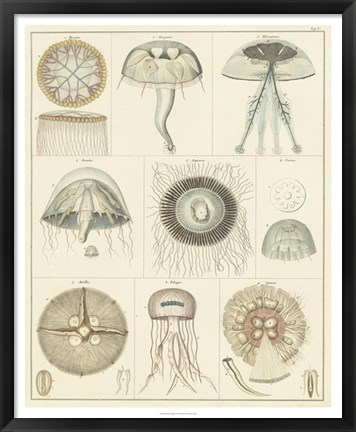 Framed Jellyfish Display Print