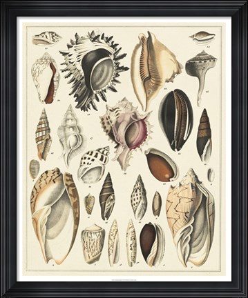 Framed Seashell Display Print