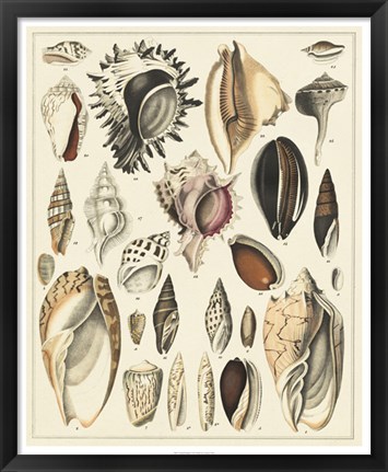 Framed Seashell Display Print