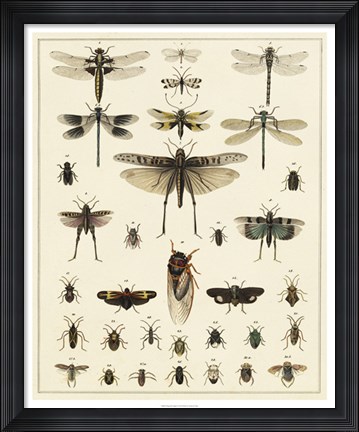 Framed Dragonfly Display Print