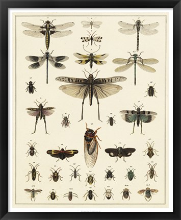 Framed Dragonfly Display Print