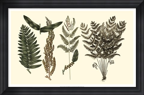 Framed Fern Leaf Folio I Print