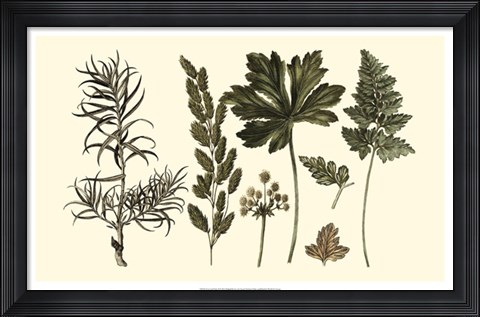 Framed Fern Leaf Folio II Print